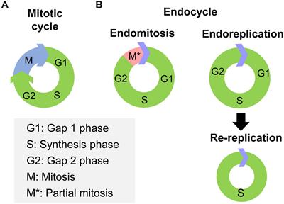 Regulatory Mechanisms of Cell Polyploidy in Insects